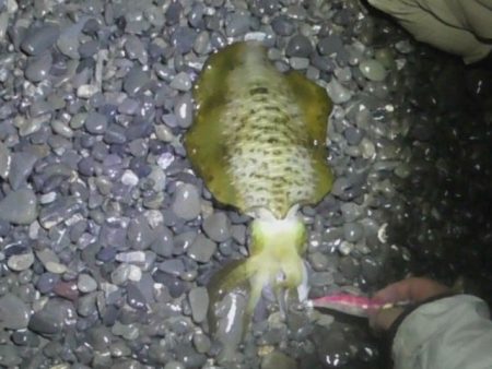 大潮アオリイカ釣行